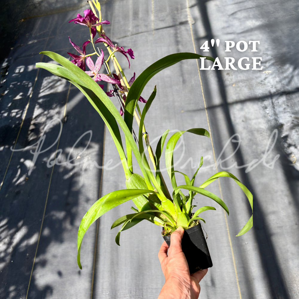 Alcra. Marfitch 'Howard's Dream' AM/AOS — Palmer Orchids